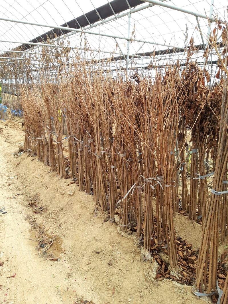 신중식님의 장터 판매 상품 [유실수묘목들] 첨부 사진