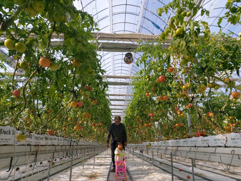 장터 상품 [완숙토마토   5kg] 썸네일