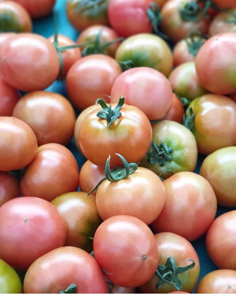 옥 란 (경남거제)님의 장터 판매 상품 [완숙토마토   5kg] 첨부 사진