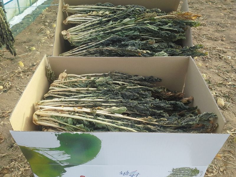 영도팜님의 장터 판매 상품 [양구명품시래기 1kg] 첨부 사진