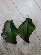 팜모닝 자두·병해충상담 게시글 이미지