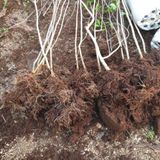 팜모닝 · 게시글 이미지