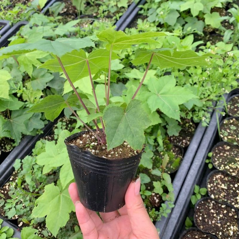 이기자원예종묘님의 장터 판매 상품 [가시없는 엄나무(개두릅) 포트묘 1주] 첨부 사진