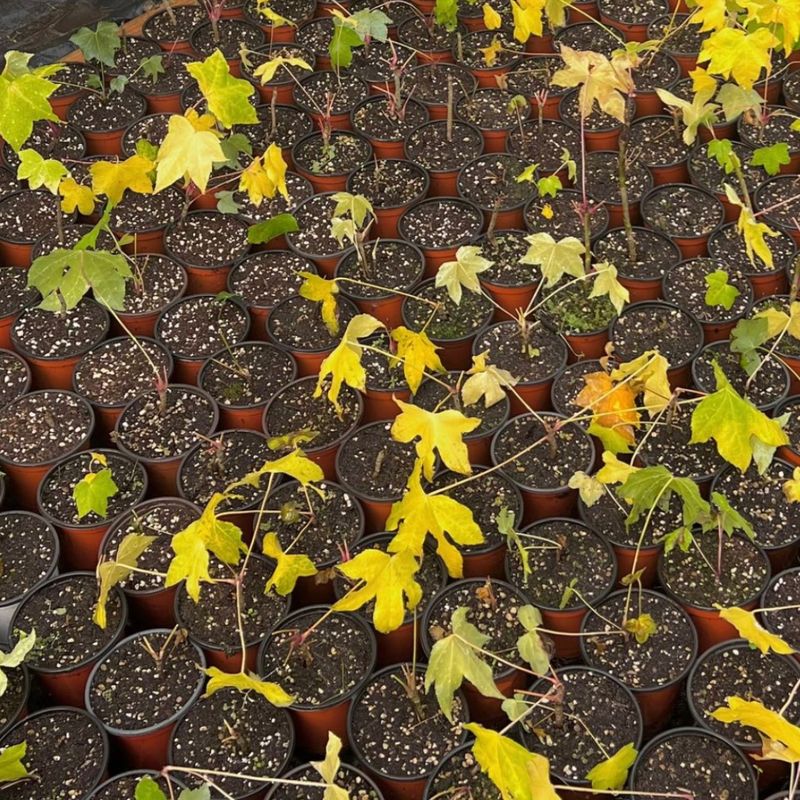 이기자원예종묘님의 장터 판매 상품 [가시없는 엄나무(개두릅) 포트묘 1주] 첨부 사진