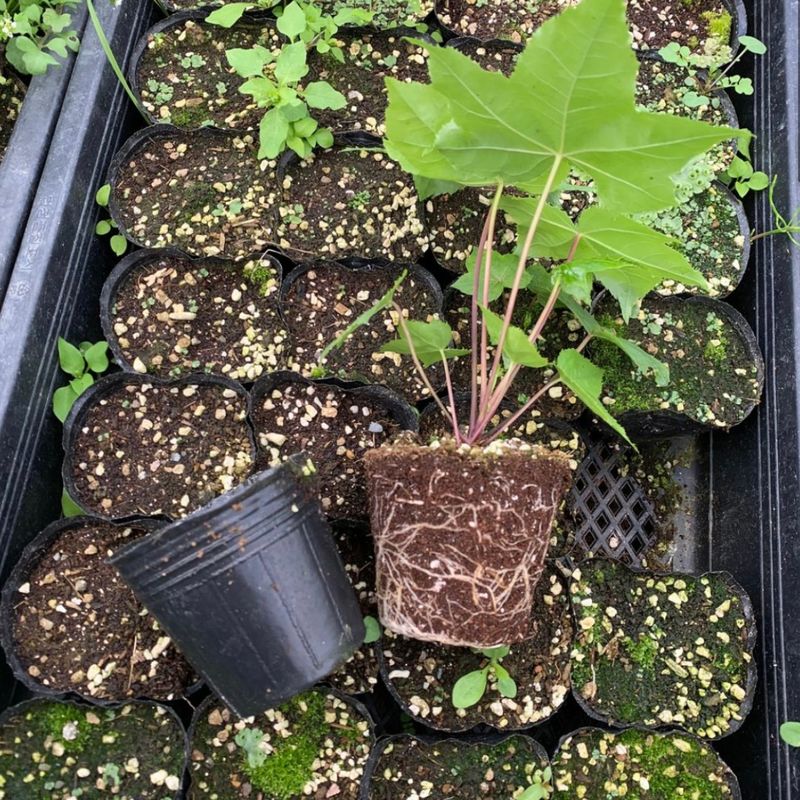 이기자원예종묘님의 장터 판매 상품 [가시없는 엄나무(개두릅) 포트묘 1주] 첨부 사진