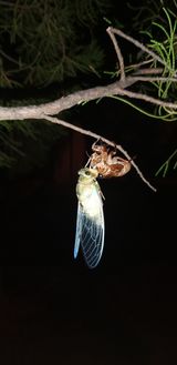 팜모닝 기타작물·병해충상담 게시글 이미지