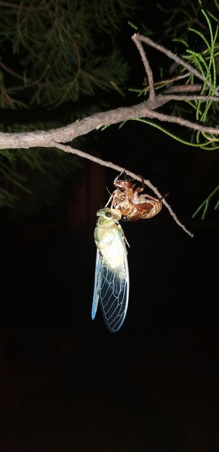 은비農場(은종한)님의 기타작물 · 병해충상담 작성글 사진