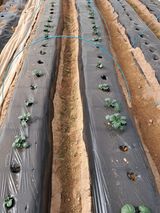 팜모닝 감자·자유게시판 게시글 이미지