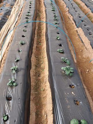 강춘원님의 감자 · 자유게시판 작성글 사진