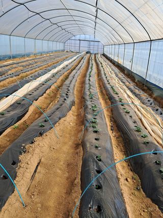 강춘원님의 감자 · 자유게시판 작성글 사진