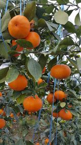 팜모닝 · 게시글 이미지