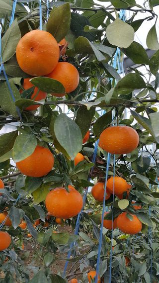 선물차롱님의 작성글 사진