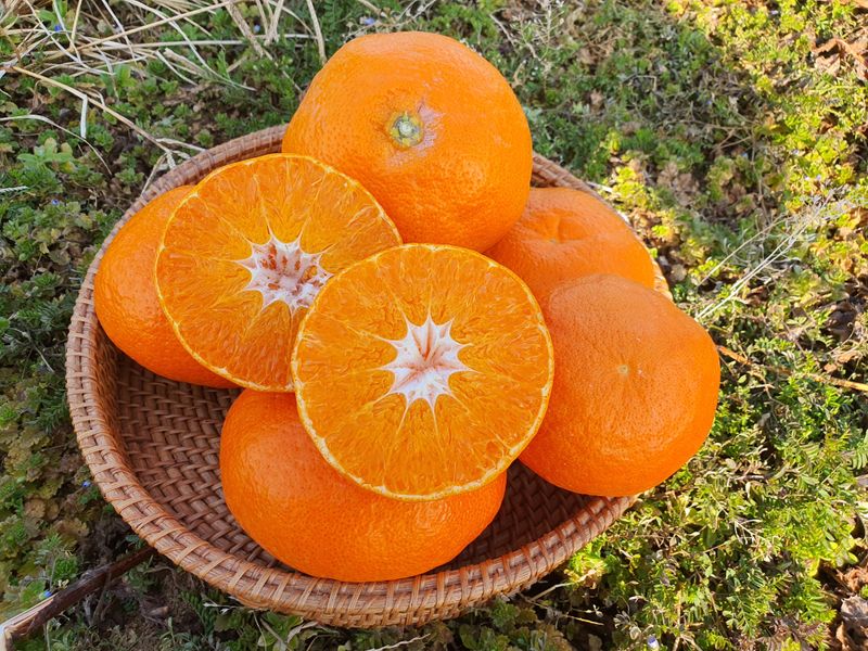 선물차롱님의 장터 판매 상품 [레드향3키로] 첨부 사진