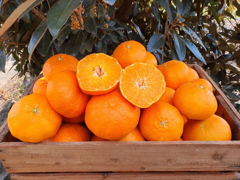 선물차롱님의 장터 판매 상품 [레드향3키로] 첨부 사진