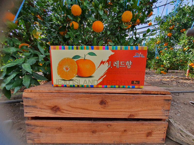 선물차롱님의 장터 판매 상품 [레드향3키로] 첨부 사진