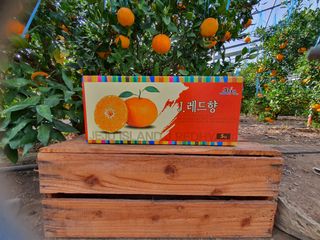 선물차롱님의 작성글 사진