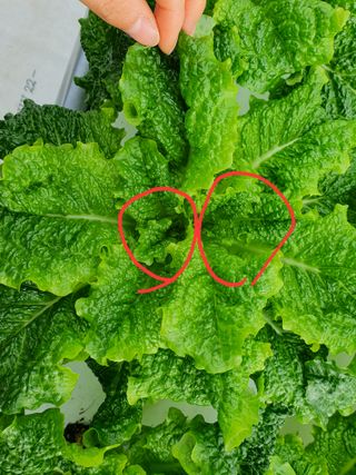 희철님의 상추 · 자유게시판 작성글 사진