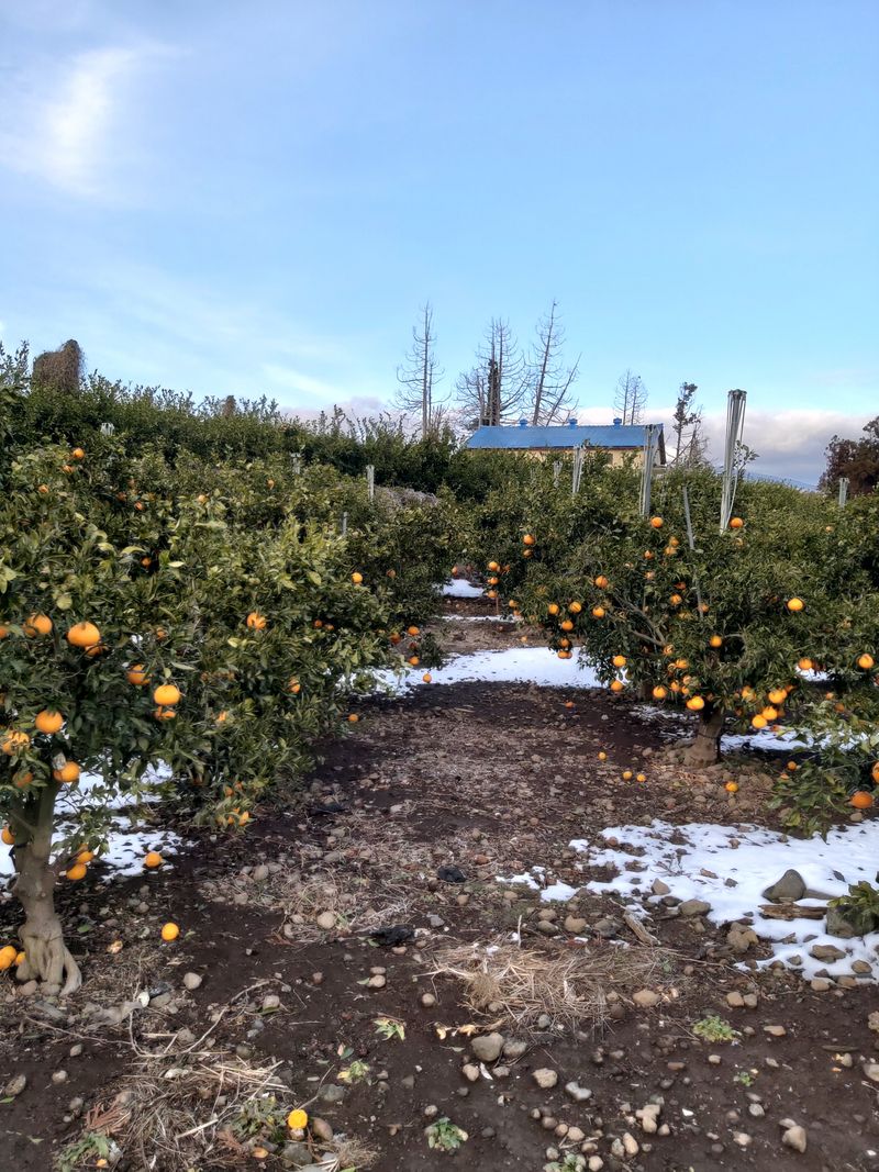 강창민님의 장터 판매 상품 [노지 한라봉  5kg] 첨부 사진