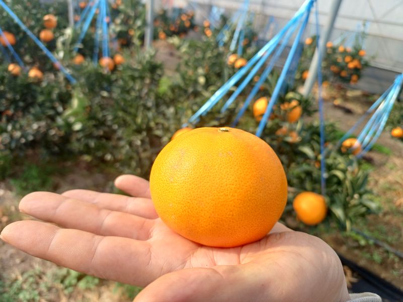 강창민님의 장터 판매 상품 [노지 한라봉  5kg] 첨부 사진