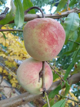 농업회사법인무지개주식회사님의 복숭아 · 자유게시판 작성글 사진