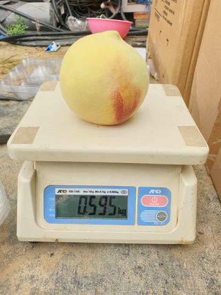 농업회사법인무지개주식회사님의 복숭아 · 자유게시판 작성글 사진