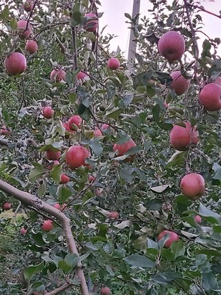 황금알얼음골농원님의 사과 · 일상 작성글 사진