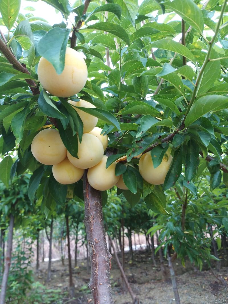 신가은님의 장터 판매 상품 [유실수.약용수 조경수묘목문의주세요] 첨부 사진