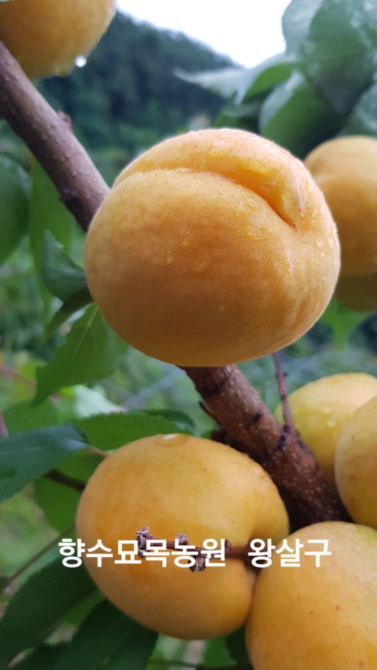 신가은님의 장터 판매 상품 [유실수.약용수 조경수묘목문의주세요] 첨부 사진