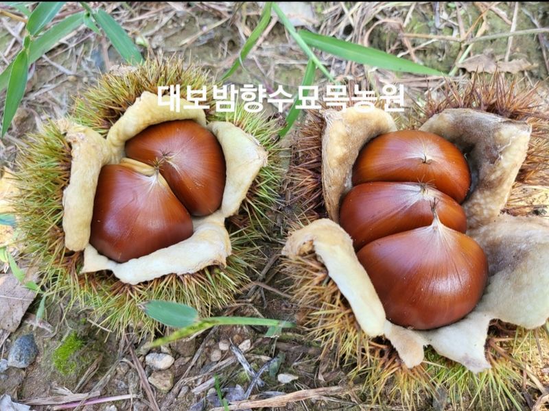 장터 상품 [유실수.약용수 조경수묘목문의주세요] 썸네일