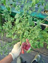 팜모닝 기타작물·병해충상담 게시글 이미지