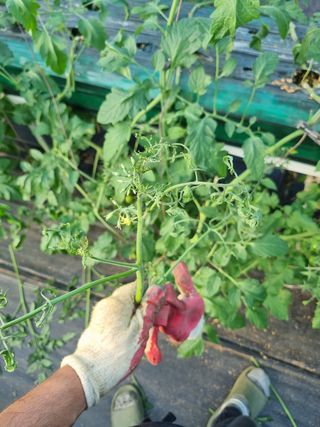 토마토 1님의 기타작물 · 병해충상담 작성글 사진