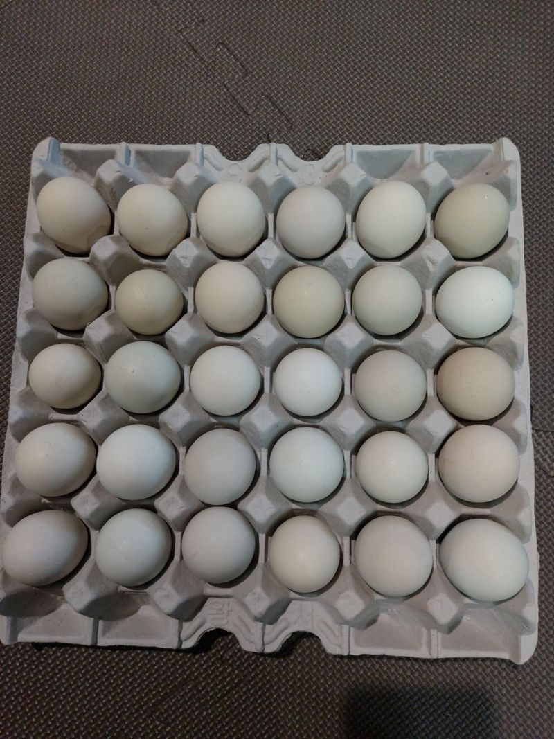 허영섭님의 장터 판매 상품 [토종닭알  청계닭알 한판30개] 첨부 사진