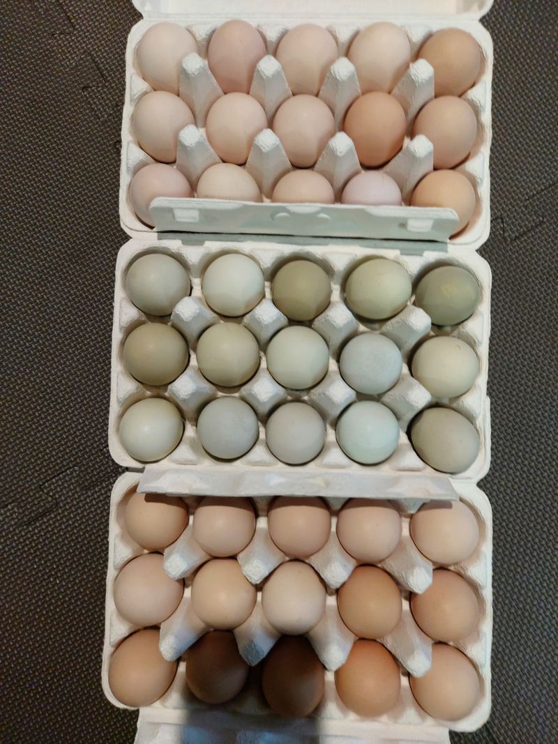 허영섭님의 장터 판매 상품 [토종닭알  청계닭알 한판30개] 첨부 사진