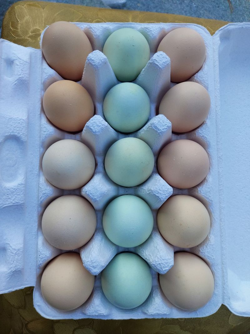 허영섭님의 장터 판매 상품 [토종닭알  청계닭알 한판30개] 첨부 사진