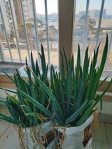 팜모닝 파·자유게시판 게시글 이미지