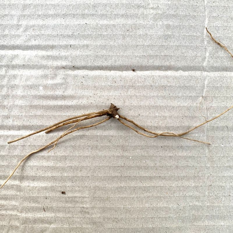 이기자원예종묘님의 장터 판매 상품 [우산나물 종근 5개] 첨부 사진