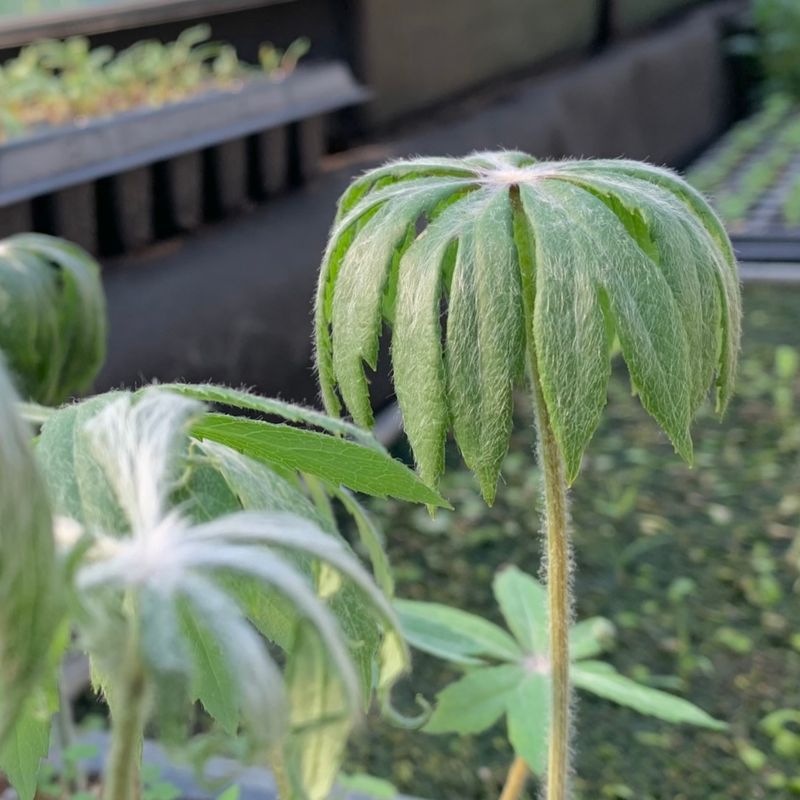 이기자원예종묘님의 장터 판매 상품 [우산나물 종근 5개] 첨부 사진