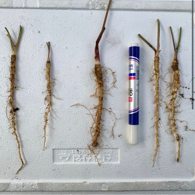 장터 상품 [어수리 종근 10개] 썸네일