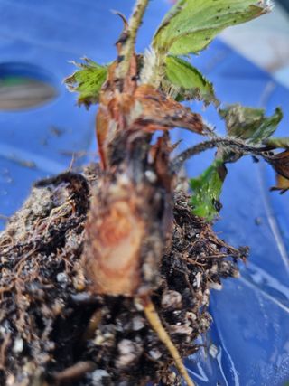 백성근님의 딸기 · 병해충상담 작성글 사진