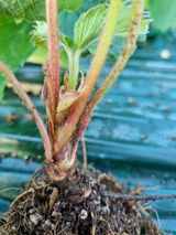 팜모닝 딸기·병해충상담 게시글 이미지