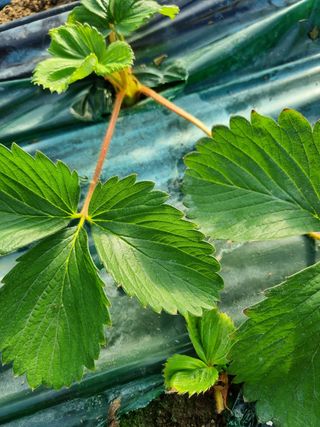 백성근님의 딸기 · 병해충상담 작성글 사진