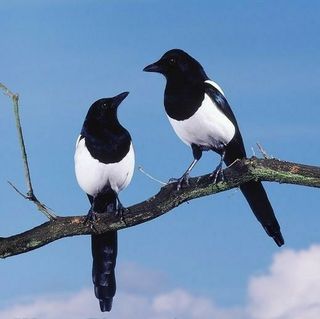 홍촌님의 기타작물 · 자유게시판 작성글 사진