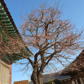 홍촌님의 기타작물 · 자유게시판 작성글 사진