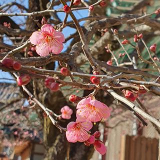 홍촌님의 기타작물 · 자유게시판 작성글 사진