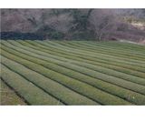 팜모닝 기타작물·자유게시판 게시글 이미지