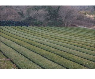 홍촌님의 기타작물 · 자유게시판 작성글 사진