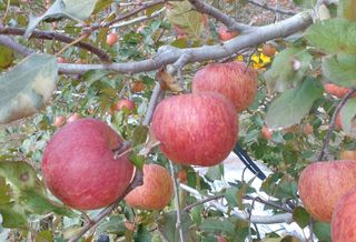 호랑이와인성이님의 사과 · 저장•가공 작성글 사진