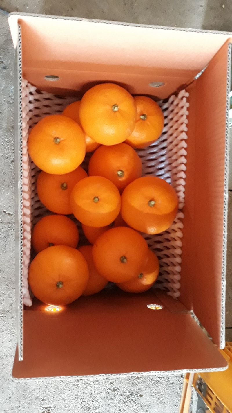 장터 상품 [노지 한라봉  5키로] 썸네일