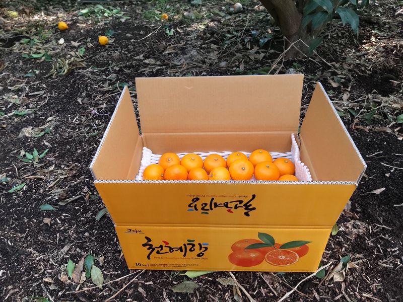 강창민님의 장터 판매 상품 [노지 한라봉  5키로] 첨부 사진