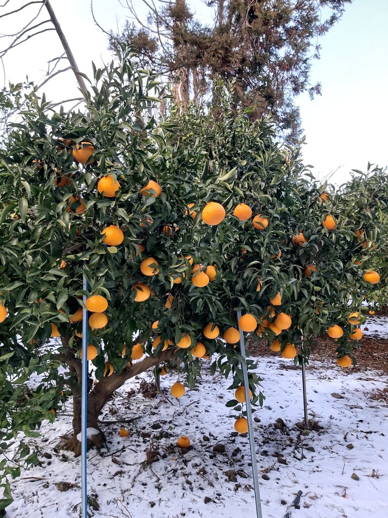 강창민님의 장터 판매 상품 [노지 한라봉  5키로] 첨부 사진